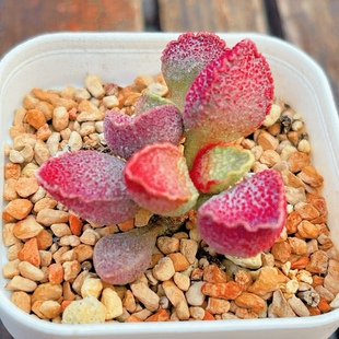 哈默粉红猪肝水泡 园艺种 叶片 叶插苗 一物一拍  稀有水泡