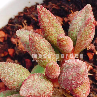 多肉进口品种叶插苗趣味植物容易