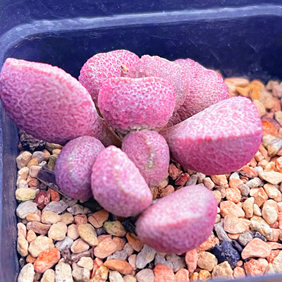 红烧肉水泡 多肉植物 天锦章 奇趣 叶片 叶插苗 一物一拍