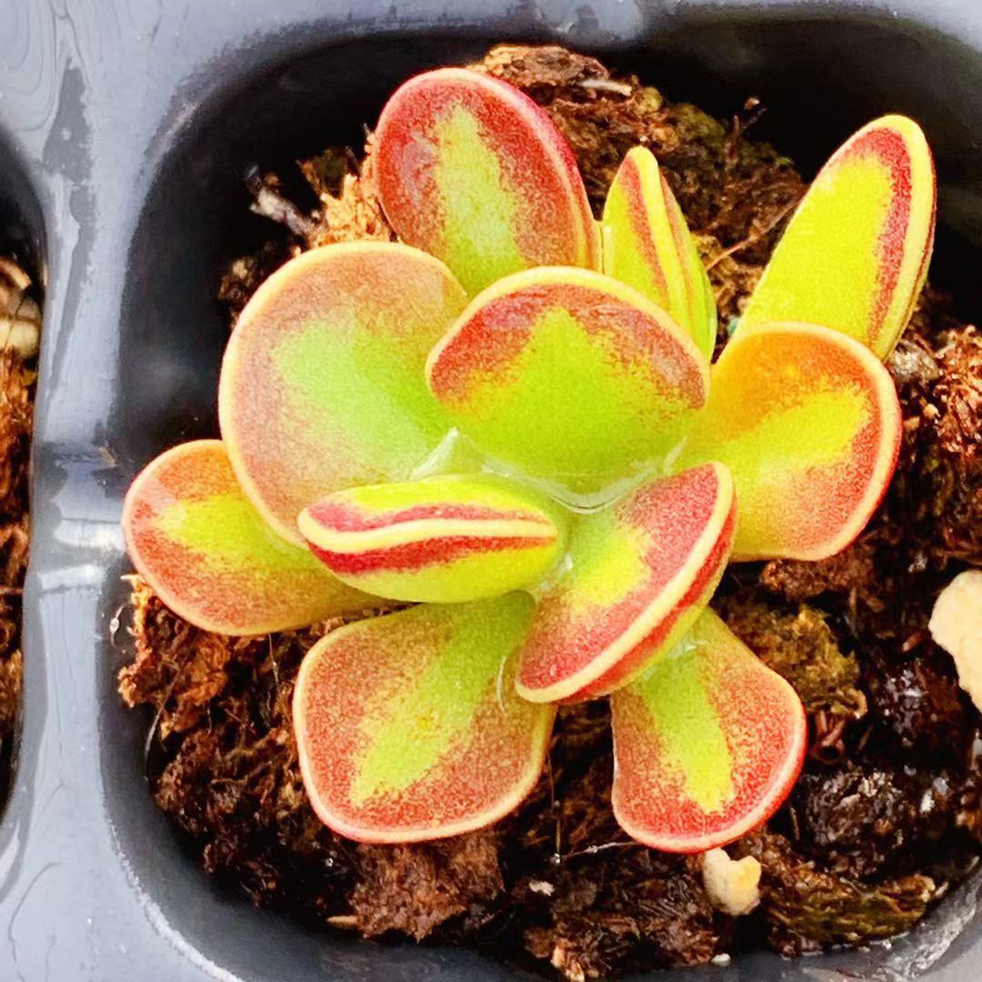 太阳蛋糕水泡 光芒蛋糕水泡 叶片 叶插苗 水泡 进口 多肉