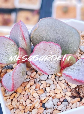 rose磨砂蛋水泡 进口多肉植物 园艺水泡 叶片 叶插苗 一物一拍