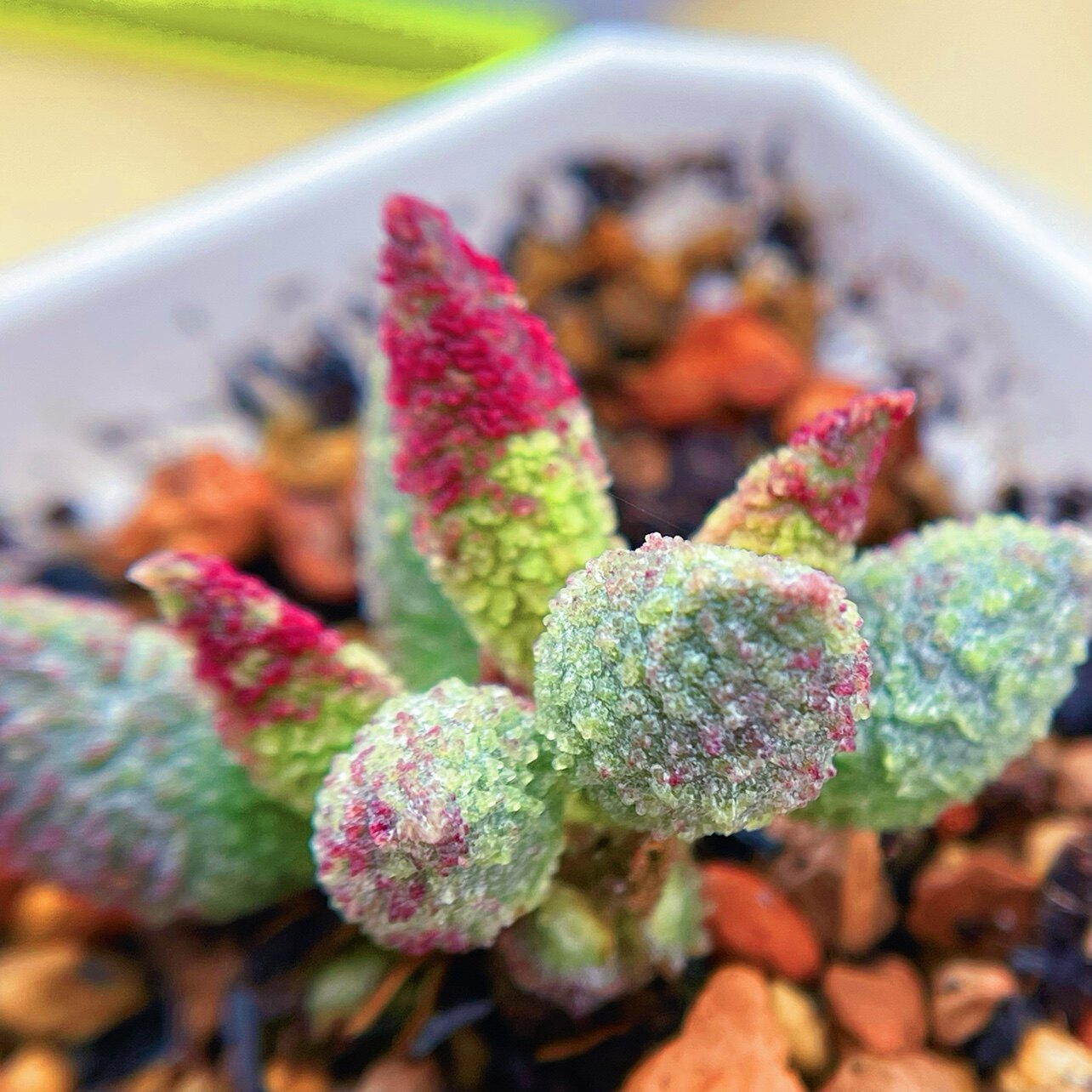 比诺曹水泡 多肉植物 天锦章 奇趣 叶片 叶插苗 一物一拍