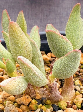 天秤座 多肉水泡植物 园艺 叶片 叶插苗 一物一拍