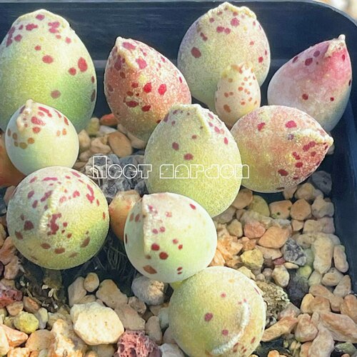 达摩海豹水泡 多肉植物 叶片 叶插苗 一物一拍 稀有 新品