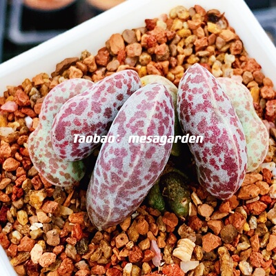 花蛋水泡稀有保证品种多肉