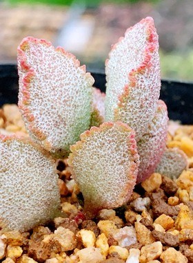 扇贝水泡 小贝壳水泡 贝壳水泡园艺种 叶片 叶插苗  一物一拍