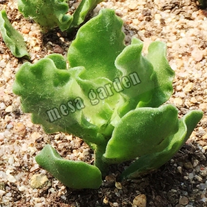 翡翠蛋糕水泡 翡翠蛋糕多肉 叶片 叶插苗 进口水泡 一物一拍