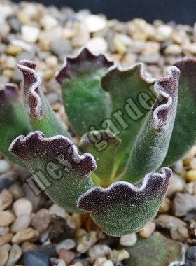 原始水泡多肉 进口 水泡 原始水泡 Adromischus cooperi var herr