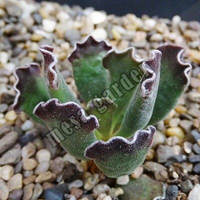 原始水泡多肉 进口 水泡 原始水泡 Adromischus cooperi var herr