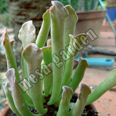 暗夜精灵水泡多肉 杂交水泡 叶片 叶插苗 进口水泡多肉