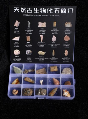 古生物化石标本三叶虫化石琥珀原石奇石头儿童地质礼物淘矿科普