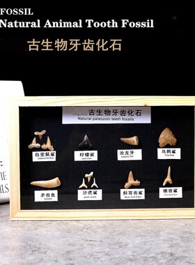 儿童古生物牙齿化石原石头标本巨齿鲨鱼牙齿化石科普教学标本