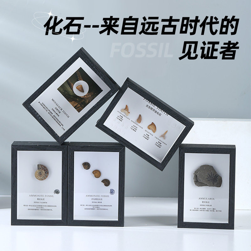 三叶虫化石狼鳍鱼牙齿菊石化石古生物标本原石头摆台科普收藏礼物