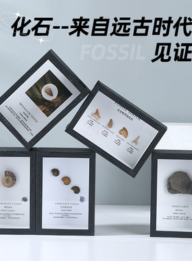 三叶虫化石狼鳍鱼牙齿菊石化石古生物标本原石头摆台科普收藏礼物