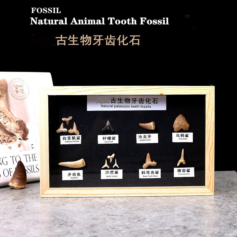 儿童古生物牙齿化石原石头沧龙巨齿鲨鱼牙齿化石科普收藏教学标本