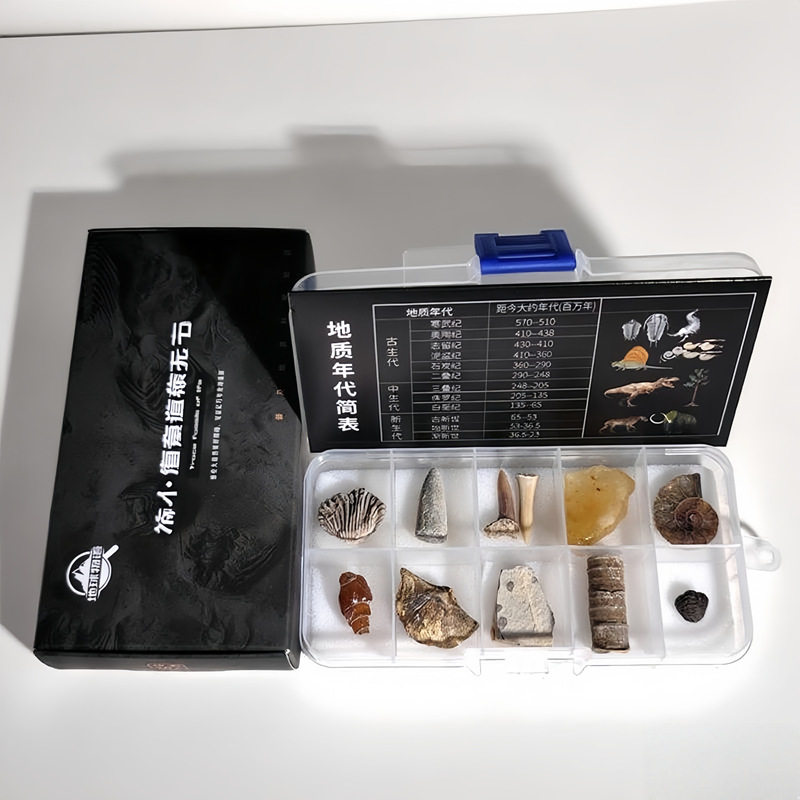 古生物化石标本盒三叶虫狼鳍鱼化石琥珀原石儿童地质科普教学标本