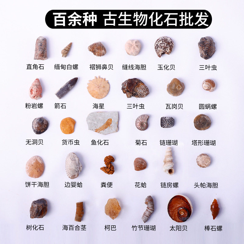 化石标本古生物化石牙齿腕足棘皮菊石狼鳍鱼植物化石原石教学标本