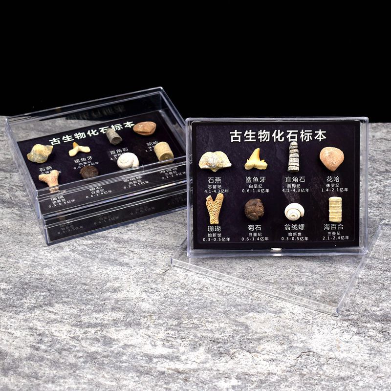 古海洋生物化石原石头套盒儿童礼物科教地质科普教学标本收藏摆件