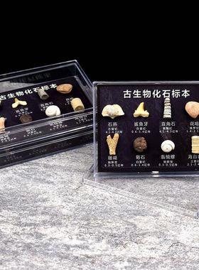古海洋生物化石原石头套盒儿童礼物科教地质科普教学标本收藏摆件