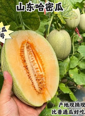 海南晓蜜25号哈密瓜解腻水果首选