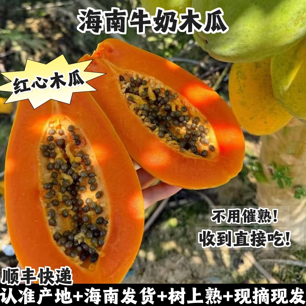 海南红心牛奶木瓜树上熟冰糖心当季水果红颜闺蜜海南发货顺丰礼盒