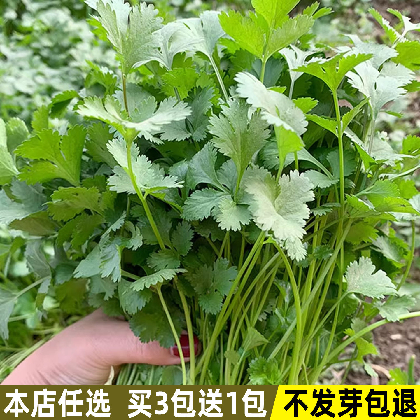 四季香菜种子大叶香菜籽种芫荽种籽阳台种菜盆栽庭院秋冬蔬菜种子