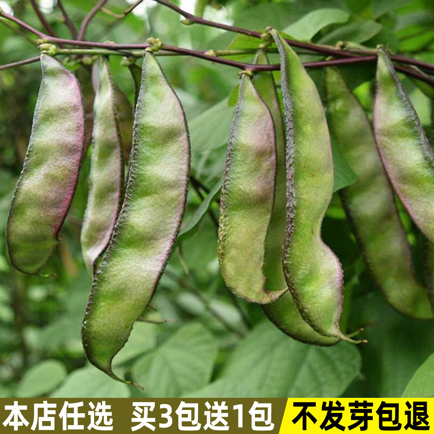 红边眉豆种子菜豆长扁豆种子豆角种籽四季盆栽春季夏秋季蔬菜种子