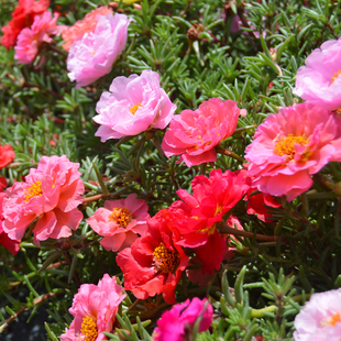 重瓣太阳花种子四季播种开花松叶牡丹室内室外庭院花种子花种籽子