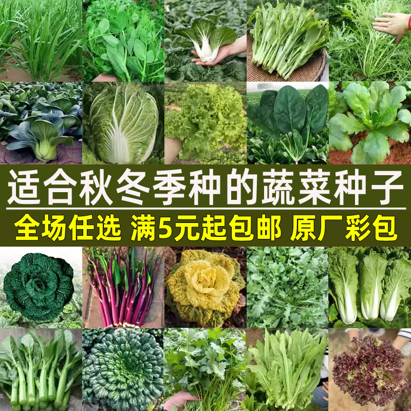 秋天秋冬季蔬菜种子大全四季盆栽菠菜香菜白菜种籽荠菜生菜籽种孑