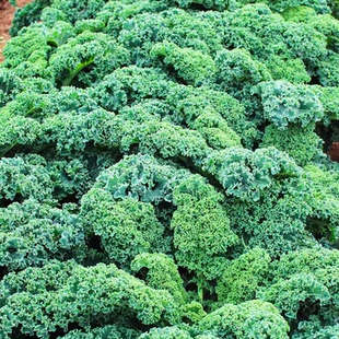 羽衣甘蓝种子羽叶甘蓝种籽孑食用秋冬季紫色耐寒四季盆栽蔬菜种子