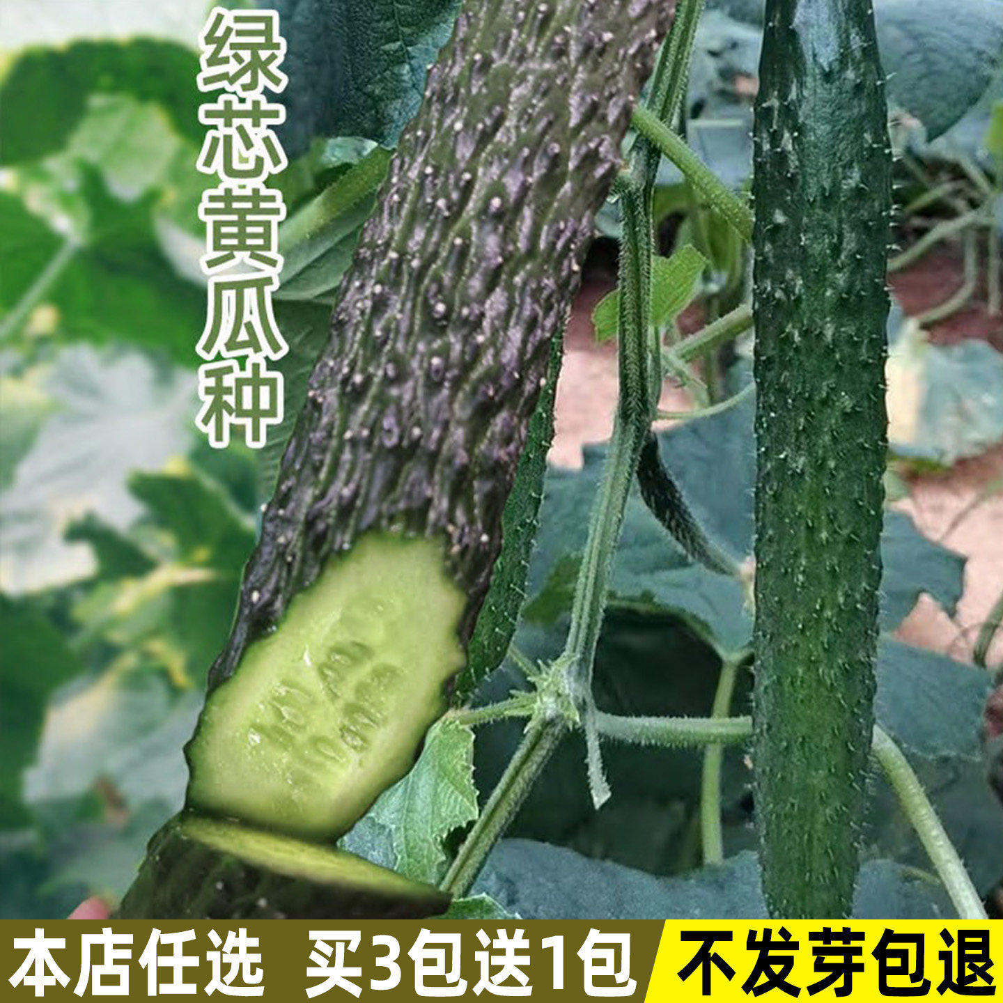 老品种绿心黄瓜种子青瓤黄瓜种籽刺黄瓜春季夏秋四季盆栽蔬菜种子