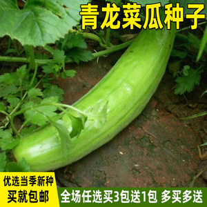 青龙菜瓜种子农家四季蔬菜种子