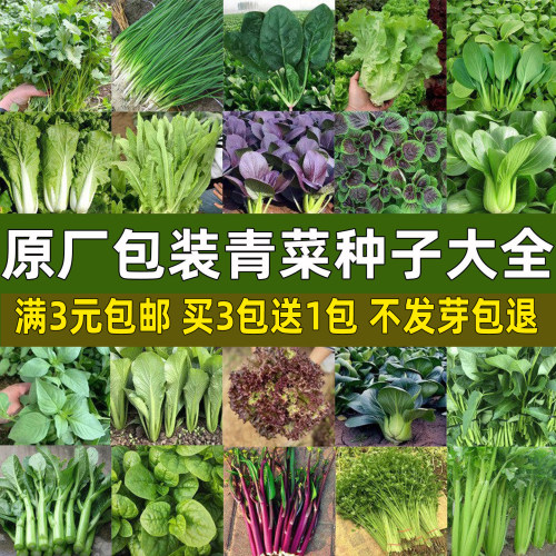 青菜种子大全四季盆栽易种菜种籽