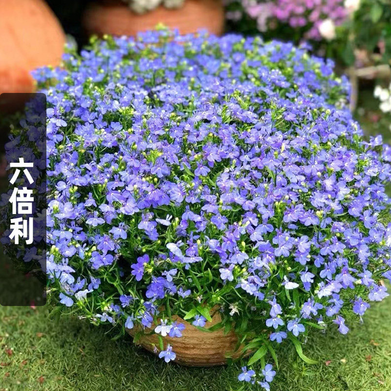 六倍利种子室内阳台盆栽花籽四季易活花种子室外花卉庭院花种籽子