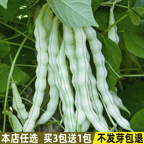 九粒白芸豆种子豆角种籽四季蔬菜