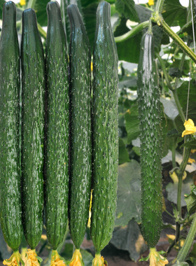 津研四号黄瓜种子青瓜刺黄瓜种籽子水果春秋四季阳台庭院蔬菜种子