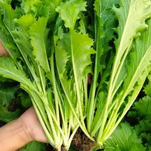 九头鸟雪里蕻种子大叶雪里蕻菜种籽雪里红腌菜雪菜春秋季蔬菜种子