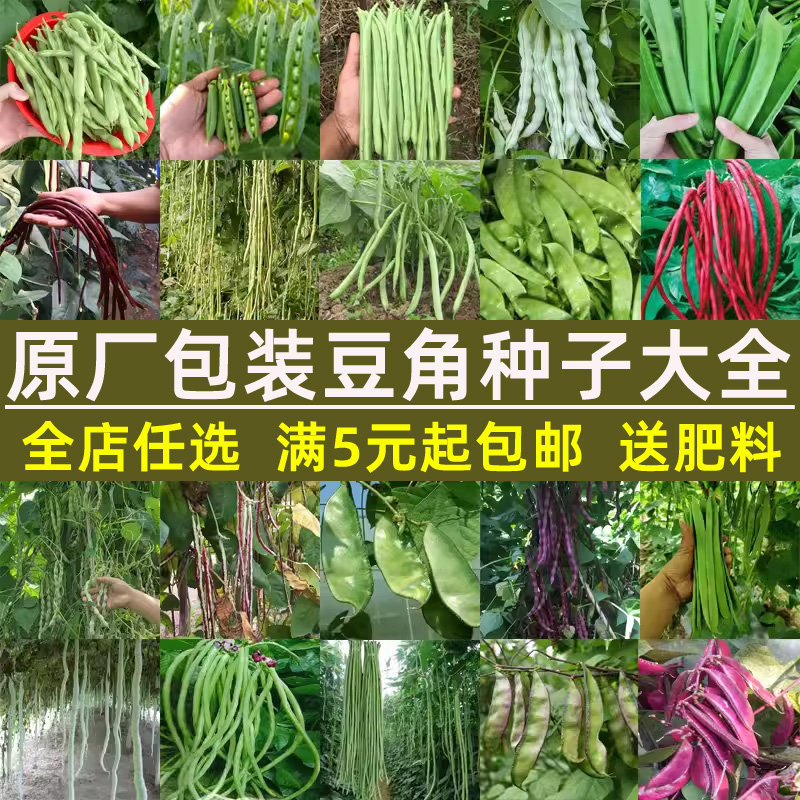 豆角种子大全四季豆荷兰豆扁豆豇豆种子春季夏秋季菜种籽蔬菜种子