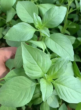 河南大叶荆芥种子盆栽薄荷四季菜种籽荆芥菜籽阳台庭院蔬菜种子孑