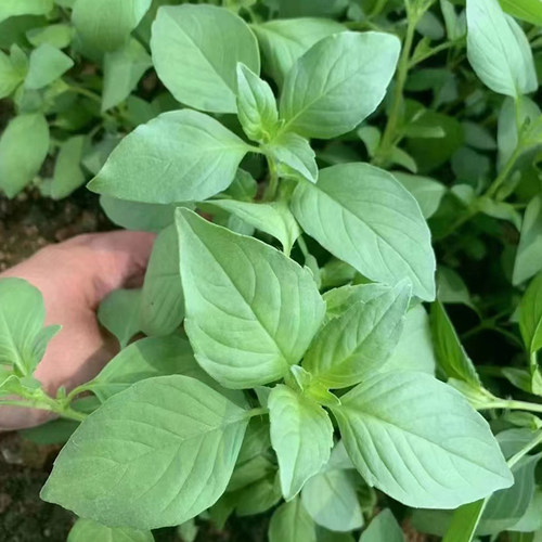 四季播种蔬菜大叶荆芥种好吃易活