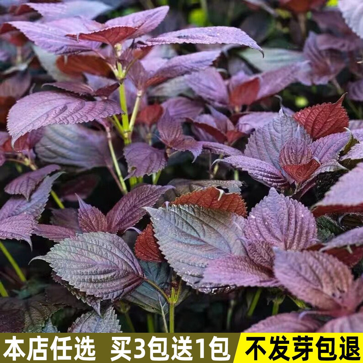 紫苏种子苏子种籽食用香草种子野菜籽四季盆栽花种子易种蔬菜种子