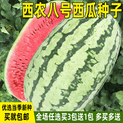 正品西农8号大果抗重茬西瓜种子