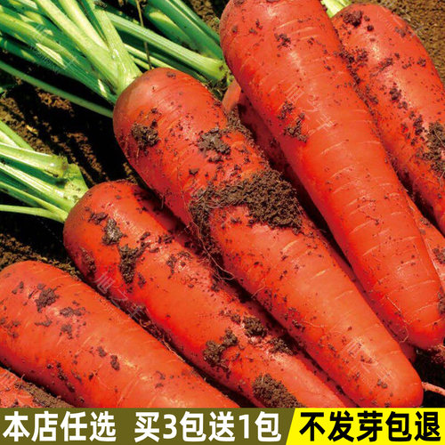 胡萝卜种子农家秋季水果蔬菜种子