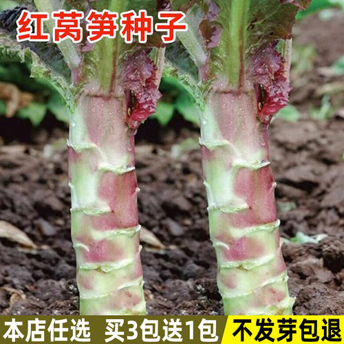 红皮莴笋种子阳台庭院易种菜种子