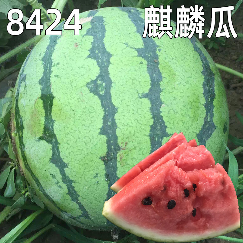 早佳8424西瓜种子甜脆薄皮冰糖麒麟西瓜种籽四季盆栽春季水果蔬菜_虎窝淘