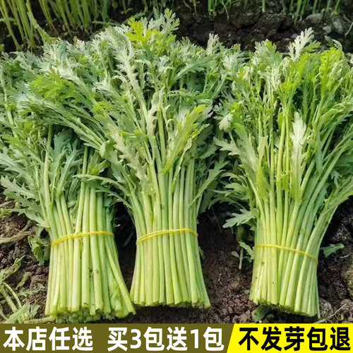 小叶茼蒿种子皇帝菜种籽四季易种