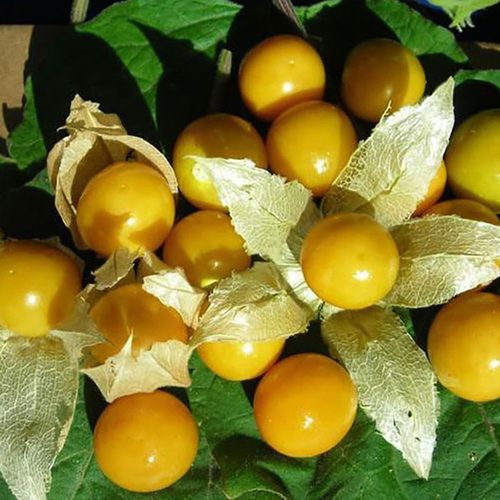 东北黄姑娘果种子香甜灯笼果种子