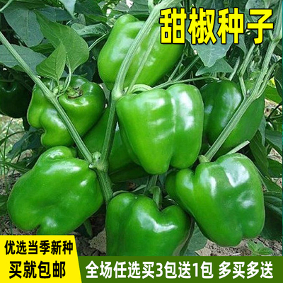 耐热甜椒菜椒四季盆栽灯笼椒肉厚