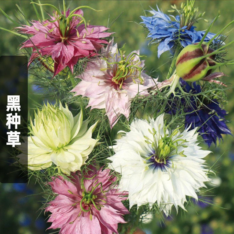 黑种草种子可切花波斯宝石阳台盆栽室外庭院景观花种子草籽春秋播