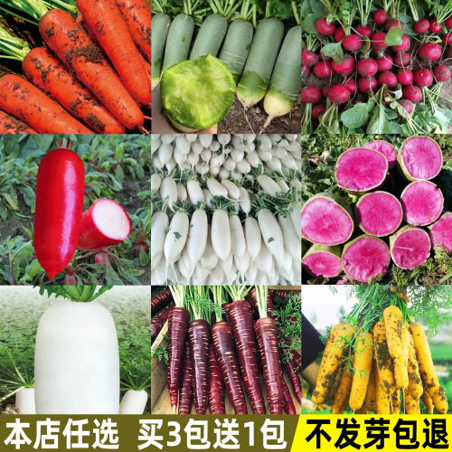 水果萝卜种籽大全庭院阳台易种植